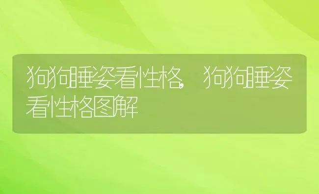 狗狗睡姿看性格,狗狗睡姿看性格图解 | 宠物百科知识