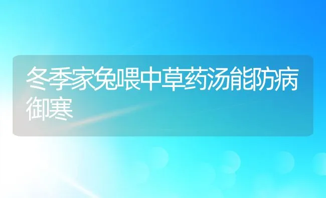 冬季家兔喂中草药汤能防病御寒 | 动物养殖学堂