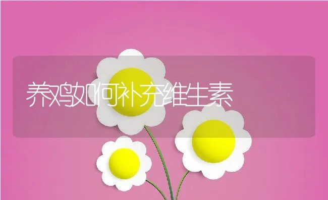 养鸡如何补充维生素 | 动物养殖学堂