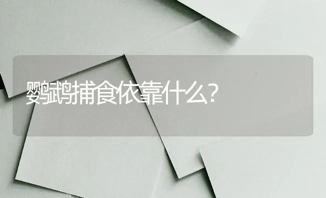 狐狸狗和博美的区别？ | 动物养殖问答