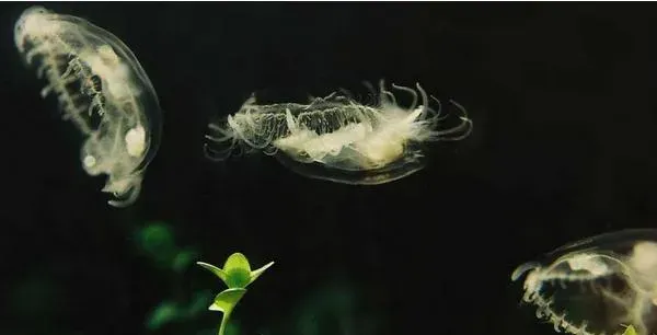 桃花水母怎么养 桃花水母有毒吗