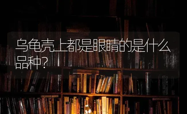 乌龟壳上都是眼睛的是什么品种？ | 动物养殖问答