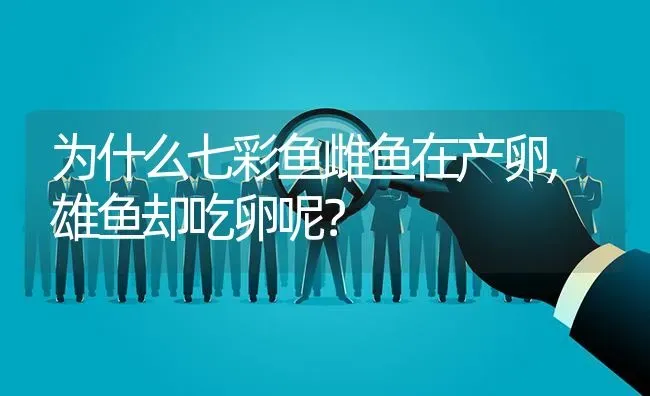 为什么七彩鱼雌鱼在产卵,雄鱼却吃卵呢？ | 鱼类宠物饲养