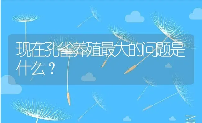 现在孔雀养殖最大的问题是什么？ | 动物养殖百科