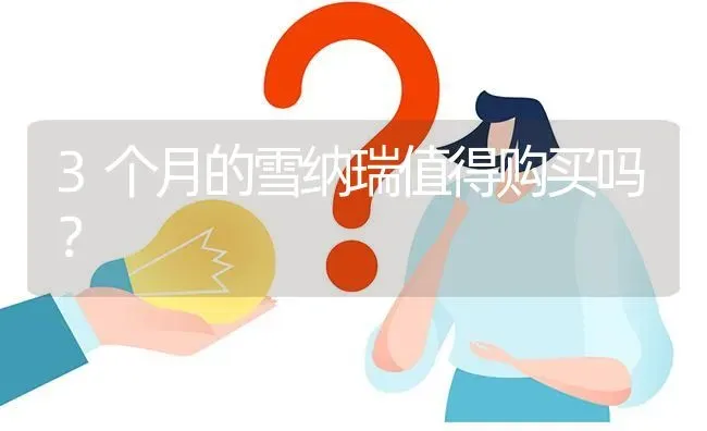 3个月的雪纳瑞值得购买吗？ | 动物养殖问答