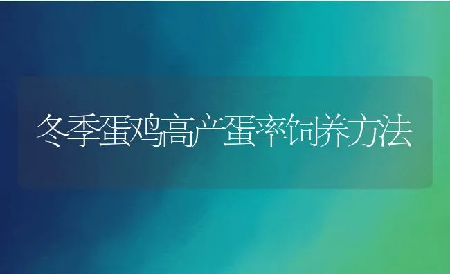 冬季蛋鸡高产蛋率饲养方法 | 动物养殖饲料