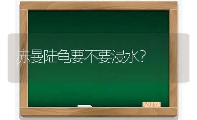 赤曼陆龟要不要浸水？ | 动物养殖问答