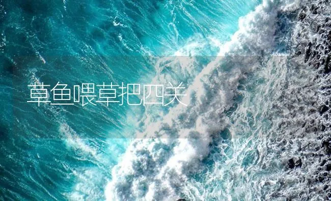 草鱼喂草把四关 | 海水养殖技术