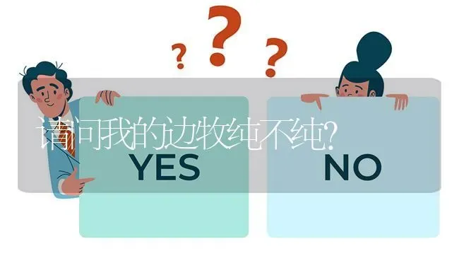 请问我的边牧纯不纯？ | 动物养殖问答