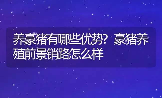 养豪猪有哪些优势?豪猪养殖前景销路怎么样 | 动物养殖百科