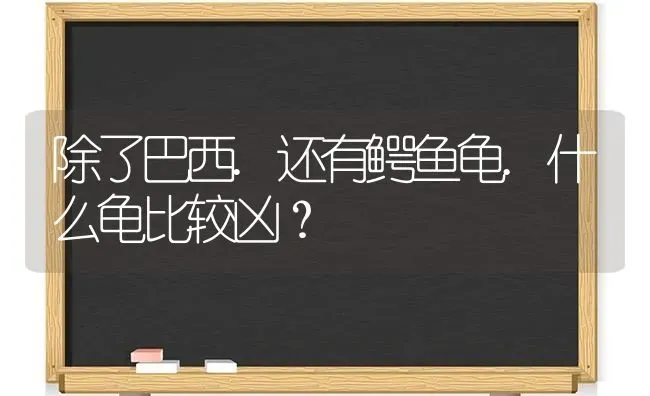 除了巴西.还有鳄鱼龟.什么龟比较凶？ | 动物养殖问答