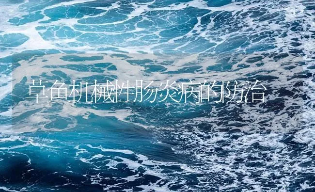 草鱼机械性肠炎病的防治 | 海水养殖技术