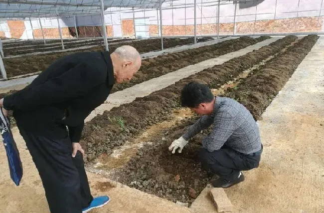 蚯蚓室内养殖新技术