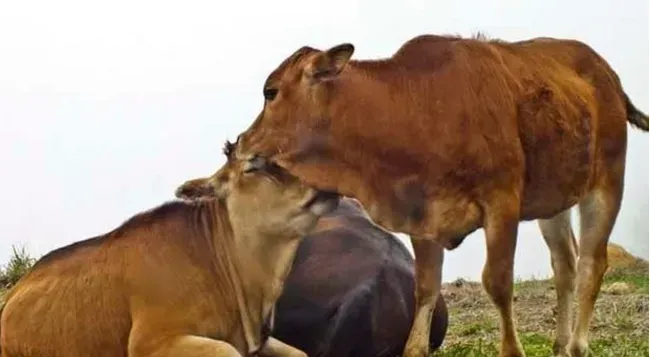 如何提高肉牛采食量