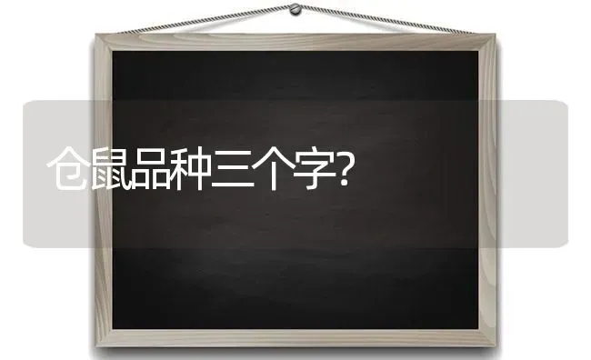 仓鼠品种三个字？ | 动物养殖问答