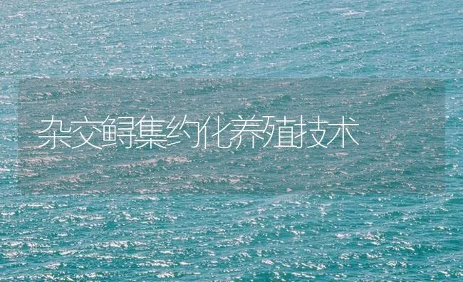 杂交鲟集约化养殖技术 | 海水养殖技术