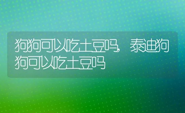 狗狗可以吃土豆吗,泰迪狗狗可以吃土豆吗 | 宠物百科知识