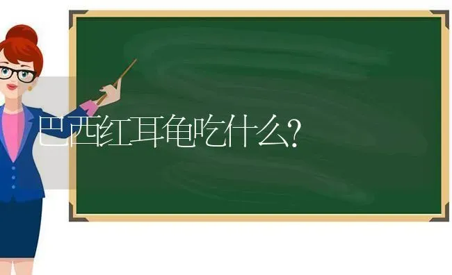 巴西红耳龟吃什么？ | 动物养殖问答