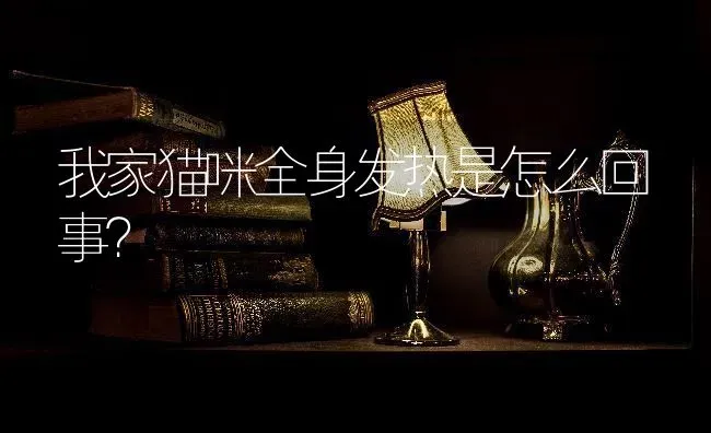 我家猫咪全身发热是怎么回事？ | 动物养殖问答