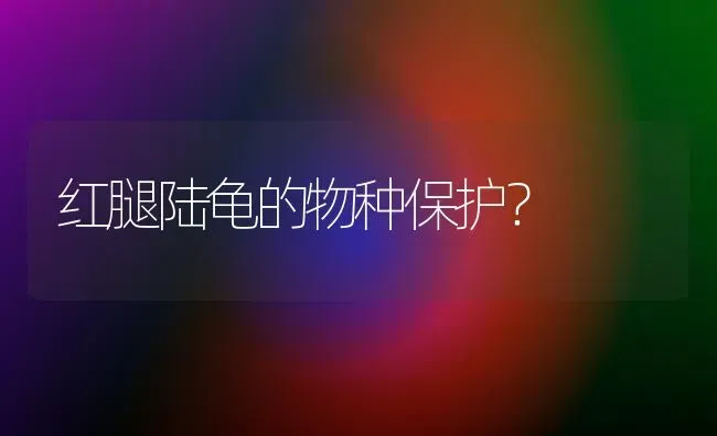 红腿陆龟的物种保护？ | 动物养殖问答