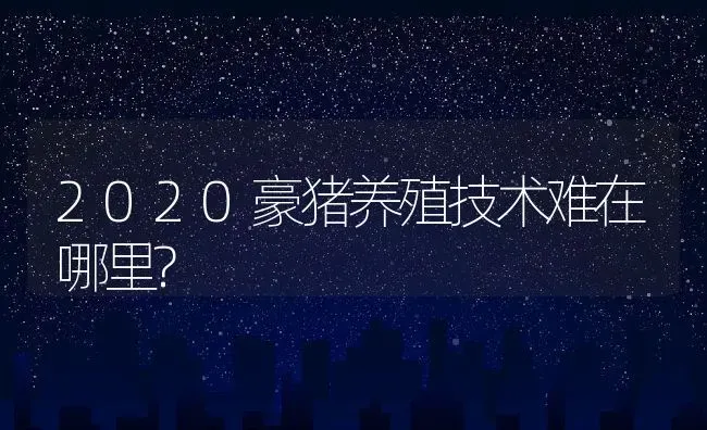 2020豪猪养殖技术难在哪里? | 动物养殖百科