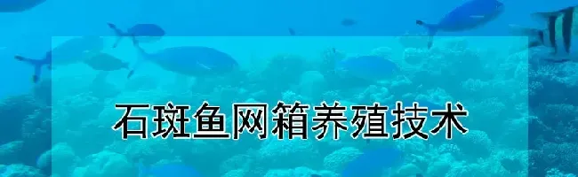 石斑鱼网箱养殖技术