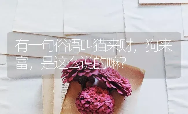 有一句俗语叫猫来财，狗来富，是这么说的嘛？ | 动物养殖问答