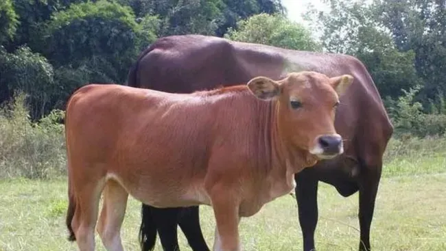 如何提高肉牛采食量