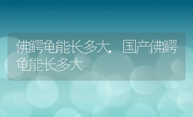 佛鳄龟能长多大,国产佛鳄龟能长多大 | 宠物百科知识