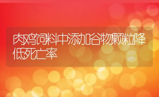 肉鸡饲料中添加谷物颗粒降低死亡率 | 动物养殖学堂