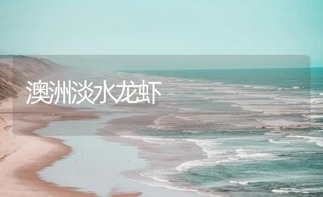 澳洲淡水龙虾 | 海水养殖技术