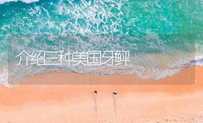 介绍三种美国牙鲆 | 海水养殖技术