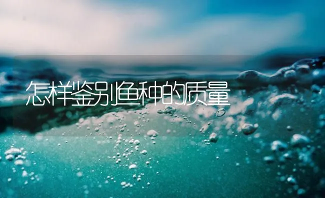 怎样鉴别鱼种的质量 | 海水养殖技术