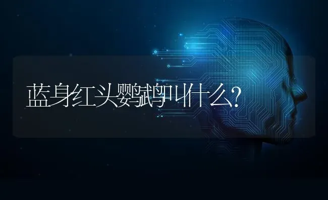 蓝身红头鹦鹉叫什么？ | 动物养殖问答