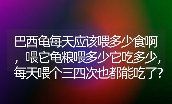 巴西龟每天应该喂多少食啊，喂它龟粮喂多少它吃多少，每天喂个三四次也都能吃了？ | 动物养殖问答