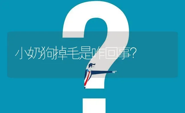 小奶狗掉毛是咋回事？ | 动物养殖问答