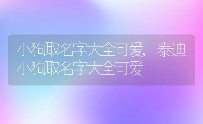 小狗取名字大全可爱,泰迪小狗取名字大全可爱 | 宠物百科知识