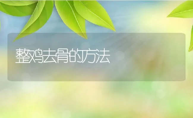 整鸡去骨的方法 | 动物养殖学堂