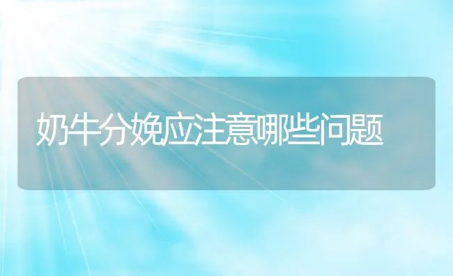 奶牛分娩应注意哪些问题 | 动物养殖学堂