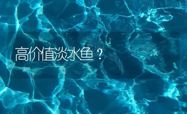 高价值淡水鱼？ | 鱼类宠物饲养