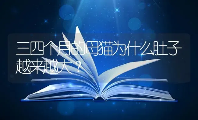 三四个月的母猫为什么肚子越来越大？ | 动物养殖问答