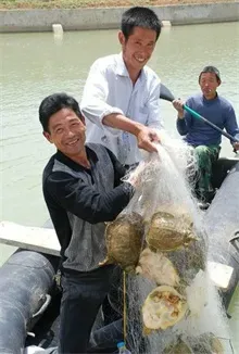 百岁甲鱼现身徐州