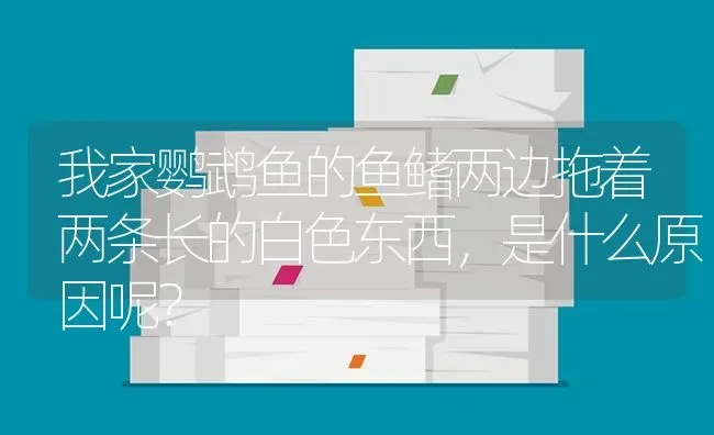 我家鹦鹉鱼的鱼鳍两边拖着两条长的白色东西，是什么原因呢？ | 鱼类宠物饲养