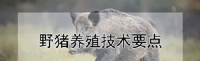 野猪养殖技术要点