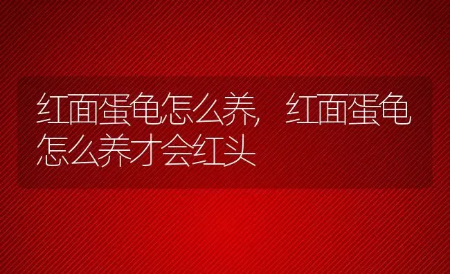 红面蛋龟怎么养,红面蛋龟怎么养才会红头 | 宠物百科知识