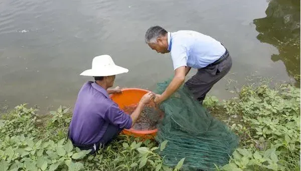 南美白对虾养殖特性