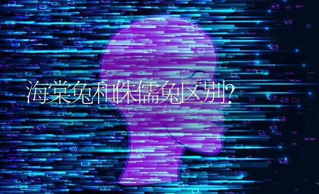 海棠兔和侏儒兔区别？ | 动物养殖问答