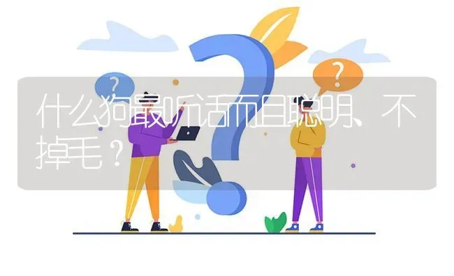 什么狗最听话而且聪明、不掉毛？ | 动物养殖问答