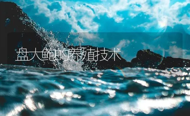 盘大鲍的养殖技术 | 海水养殖技术