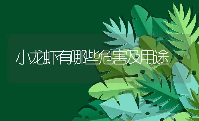 小龙虾有哪些危害及用途 | 动物养殖教程